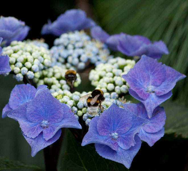blomma blå humlor